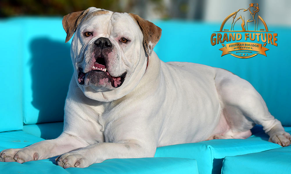 American Bulldog - Grand Future Sheriff