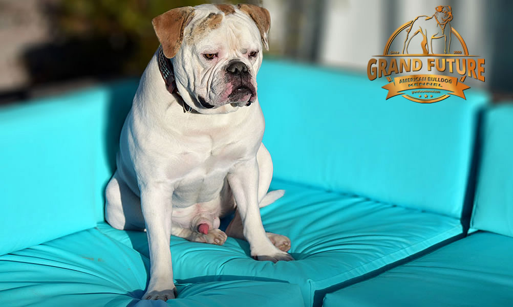 American Bulldog - Grand Future Sheriff