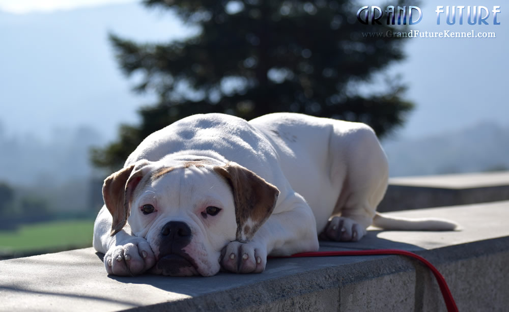 American Bulldog - Grand Future Sheriff