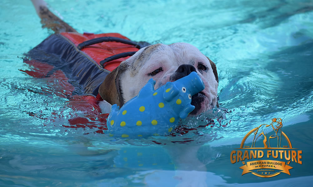 American Bulldog - Grand Future Sheriff