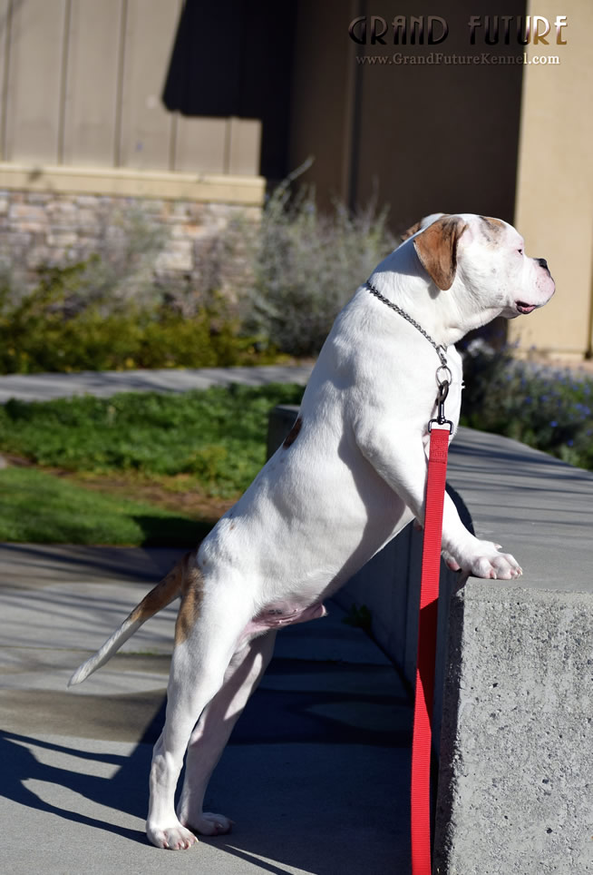 American Bulldog - Grand Future Sheriff