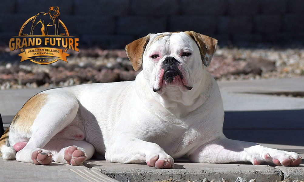 American Bulldog - Grand Future Sheriff