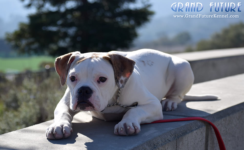 American Bulldog - Grand Future Sheriff