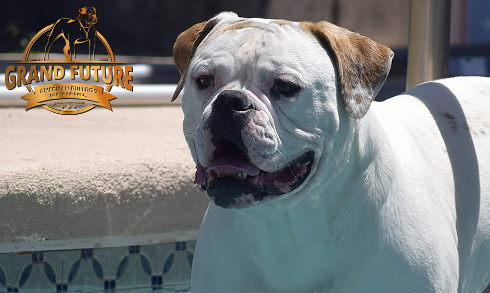 American Bulldog - Grand Future Sheriff