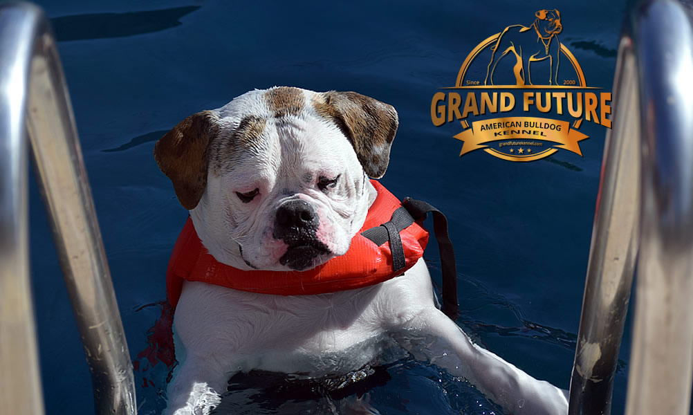 American Bulldog - Grand Future Sheriff