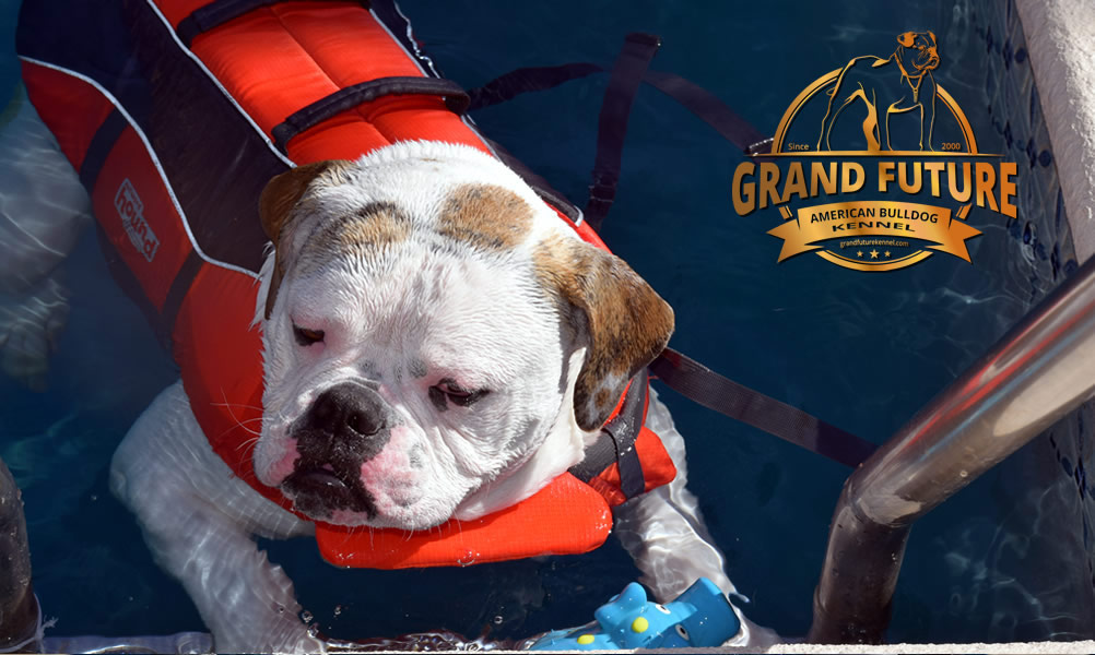 American Bulldog - Grand Future Sheriff