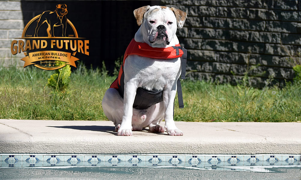 American Bulldog - Grand Future Sheriff