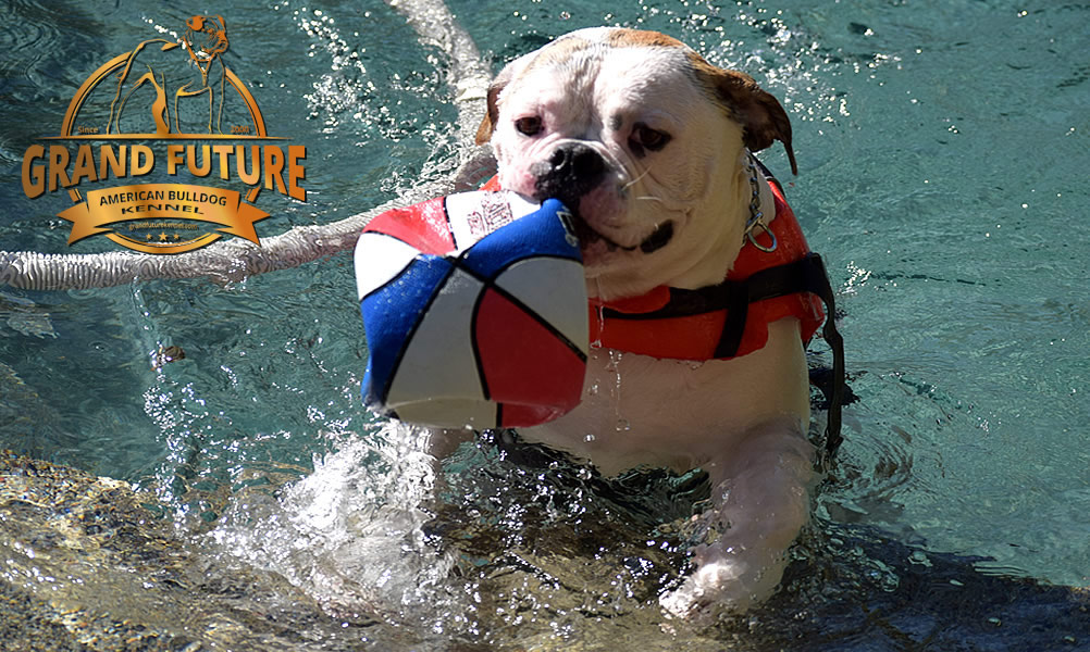 American Bulldog - Grand Future Sheriff