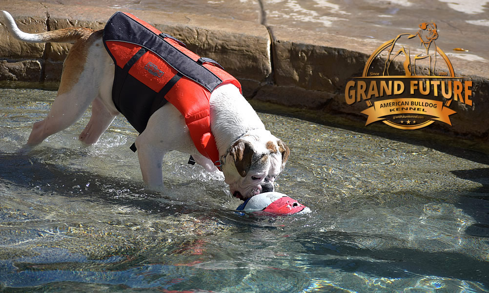 American Bulldog - Grand Future Sheriff