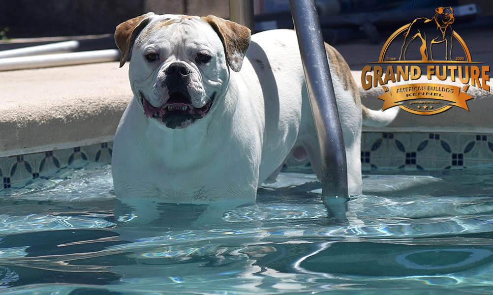 American Bulldog - Grand Future Sheriff