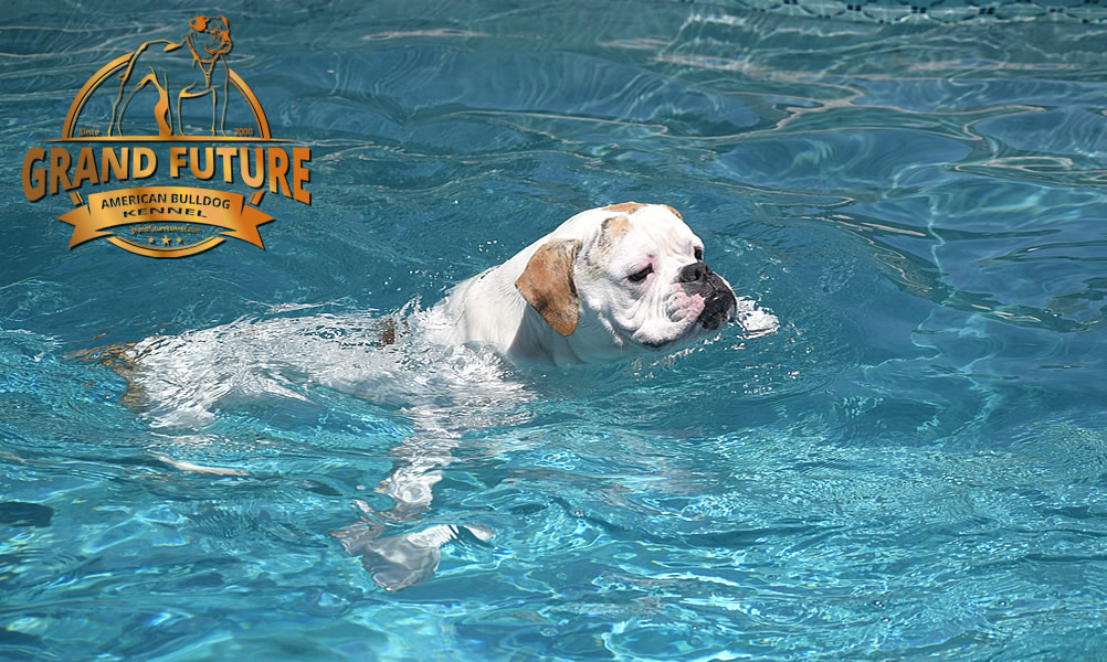 American Bulldog - Grand Future Sheriff