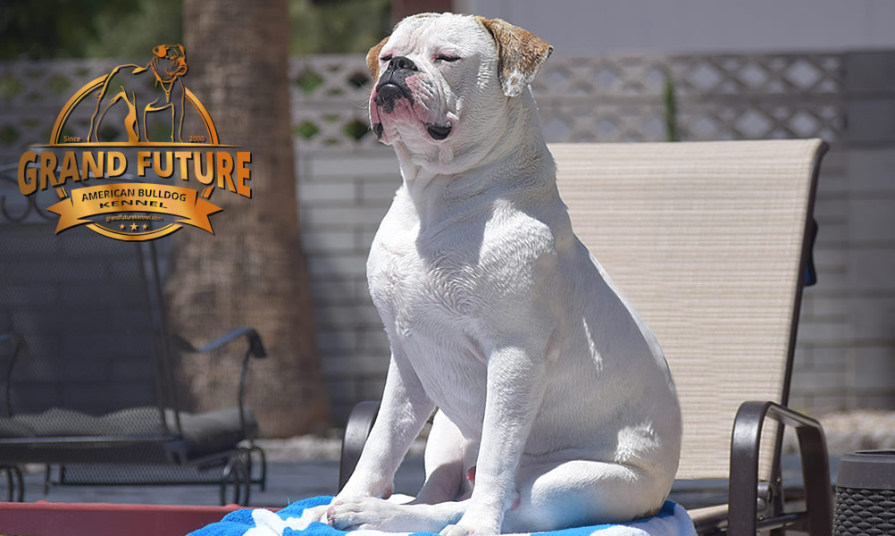 American Bulldog - Grand Future Sheriff