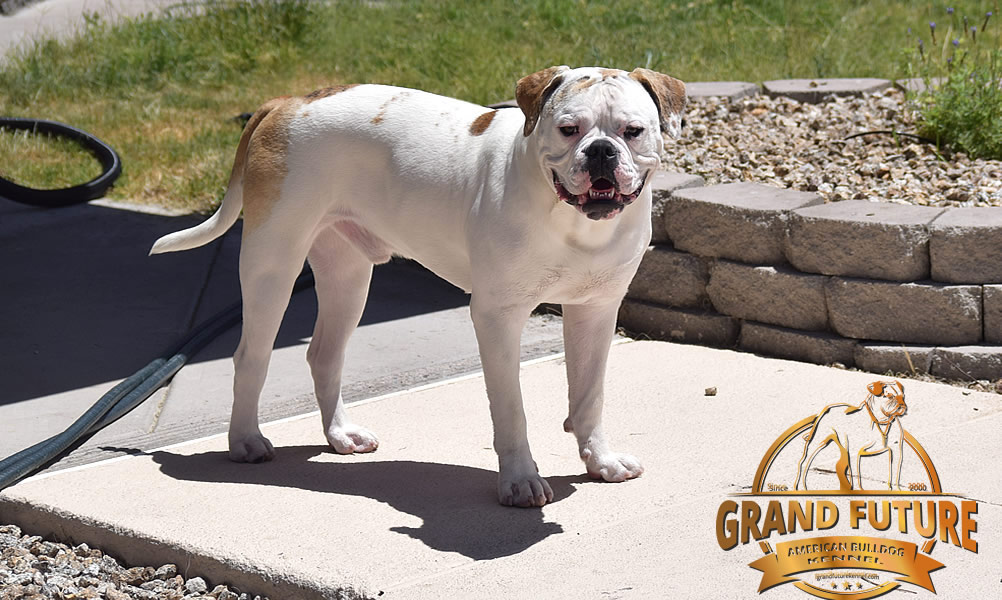 American Bulldog - Grand Future Sheriff