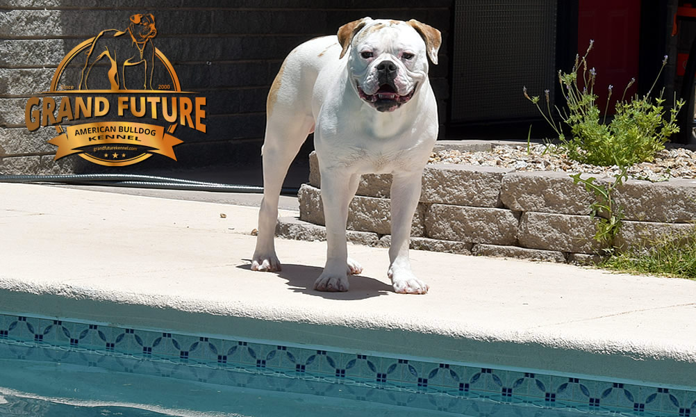 American Bulldog - Grand Future Sheriff