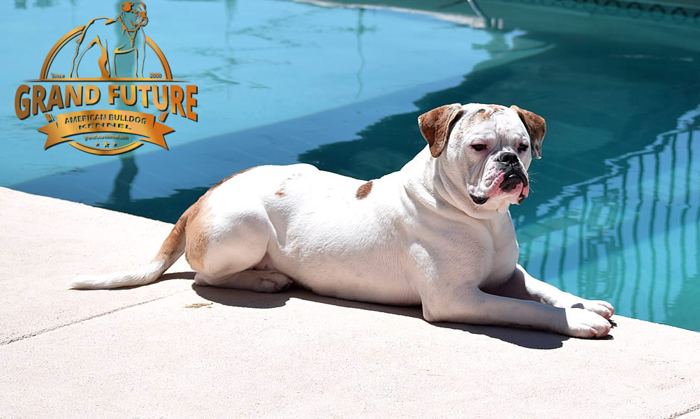 American Bulldog - Grand Future Sheriff