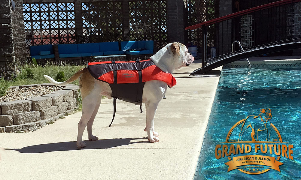 American Bulldog - Grand Future Sheriff