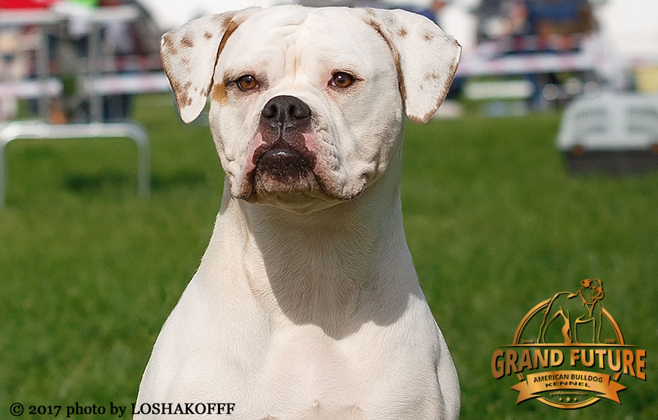 American Bulldog - Grand Future Shooting Star