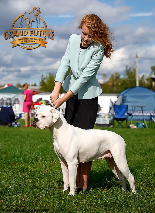 American Bulldog - Grand Future Shooting Star