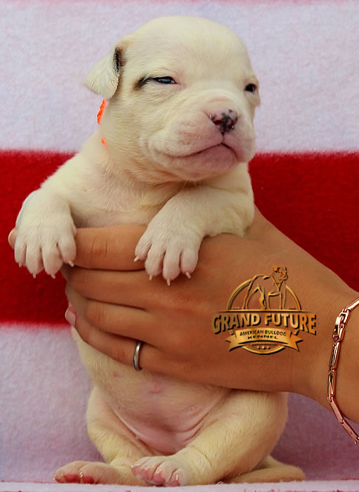 American Bulldog - Grand Future Shooting Star