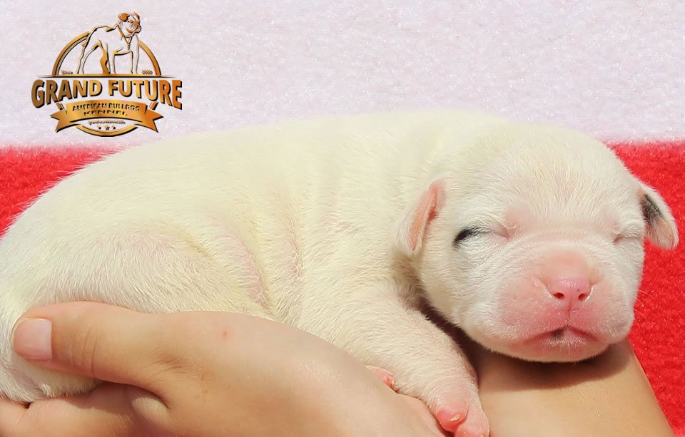 American Bulldog - Grand Future Shooting Star