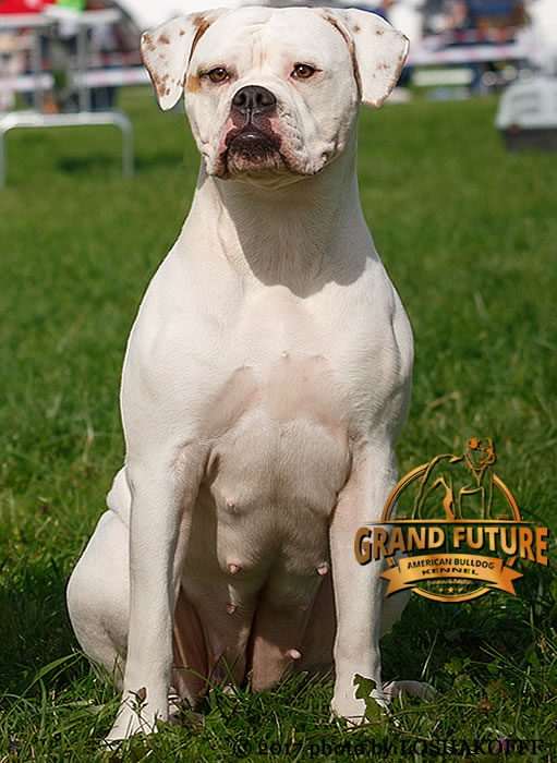 American Bulldog - Grand Future Shooting Star