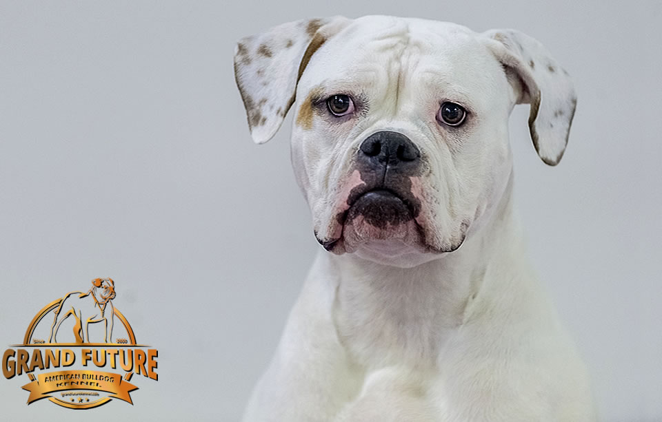 American Bulldog - Grand Future Shooting Star