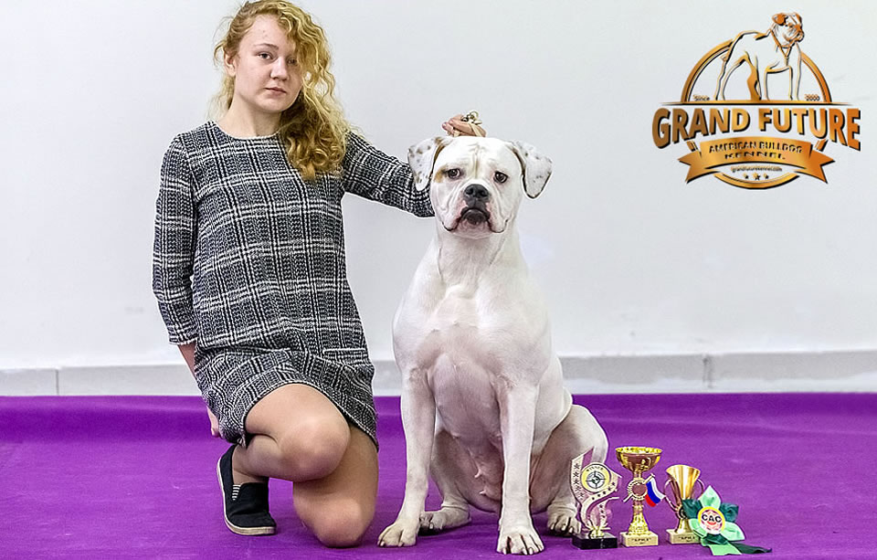 American Bulldog - Grand Future Shooting Star