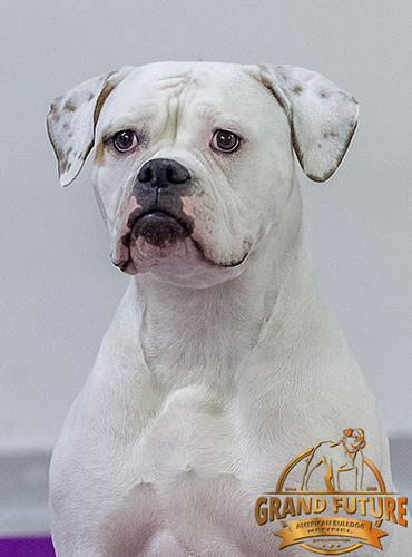 American Bulldog - Grand Future Shooting Star