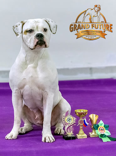 American Bulldog - Grand Future Shooting Star