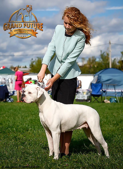 American Bulldog - Grand Future Shooting Star