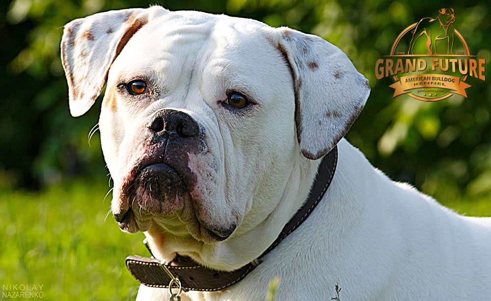 American Bulldog - Grand Future Shooting Star