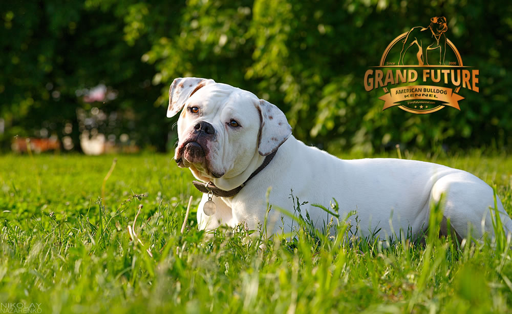 American Bulldog - Grand Future Shooting Star