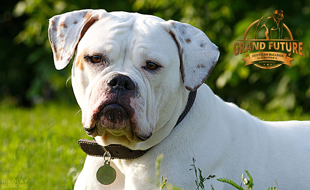 American Bulldog - Grand Future Shooting Star