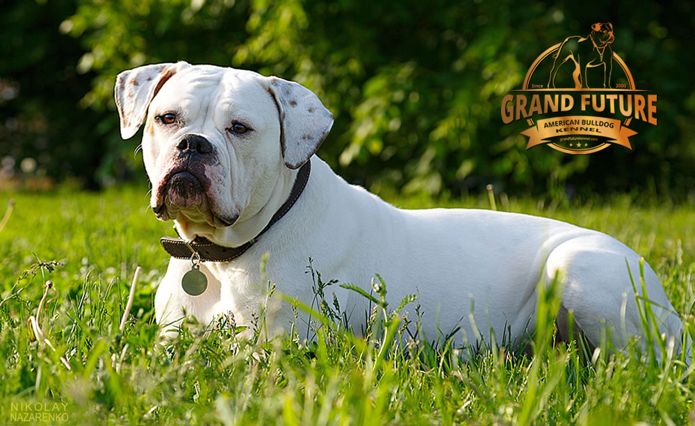 American Bulldog - Grand Future Shooting Star