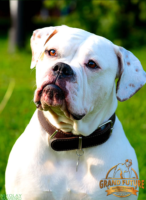 American Bulldog - Grand Future Shooting Star