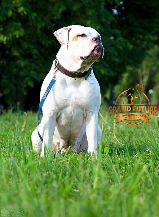 American Bulldog - Grand Future Shooting Star