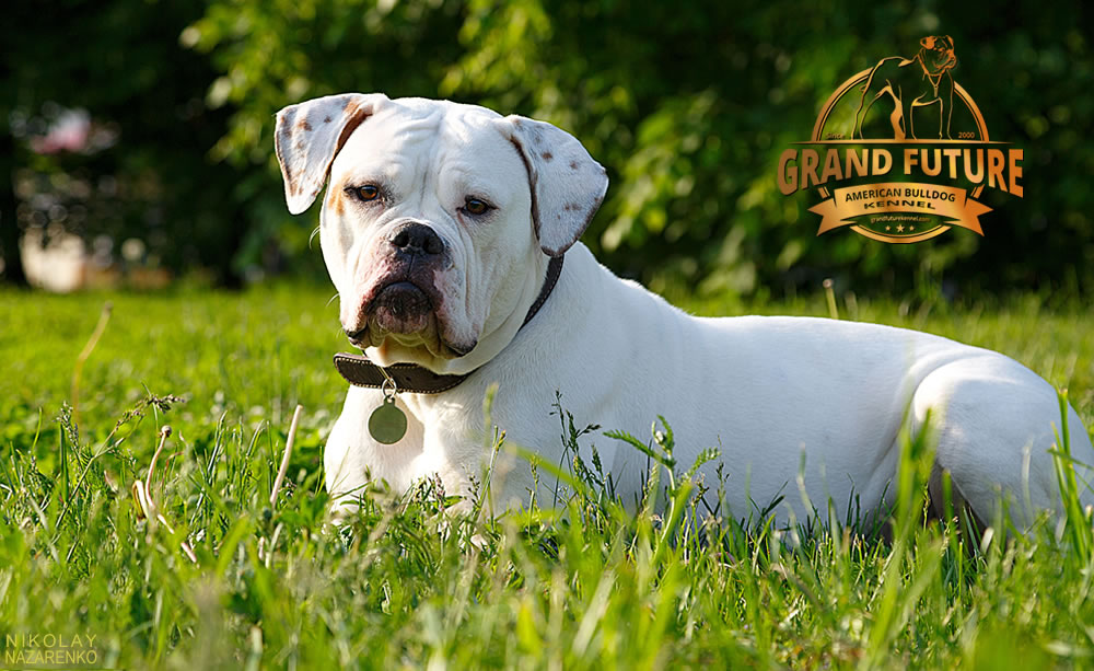 American Bulldog - Grand Future Shooting Star