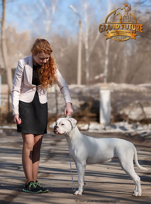 American Bulldog - Grand Future Shooting Star