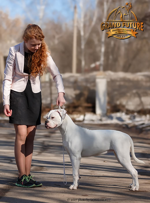 American Bulldog - Grand Future Shooting Star