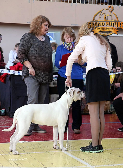 American Bulldog - Grand Future Shooting Star