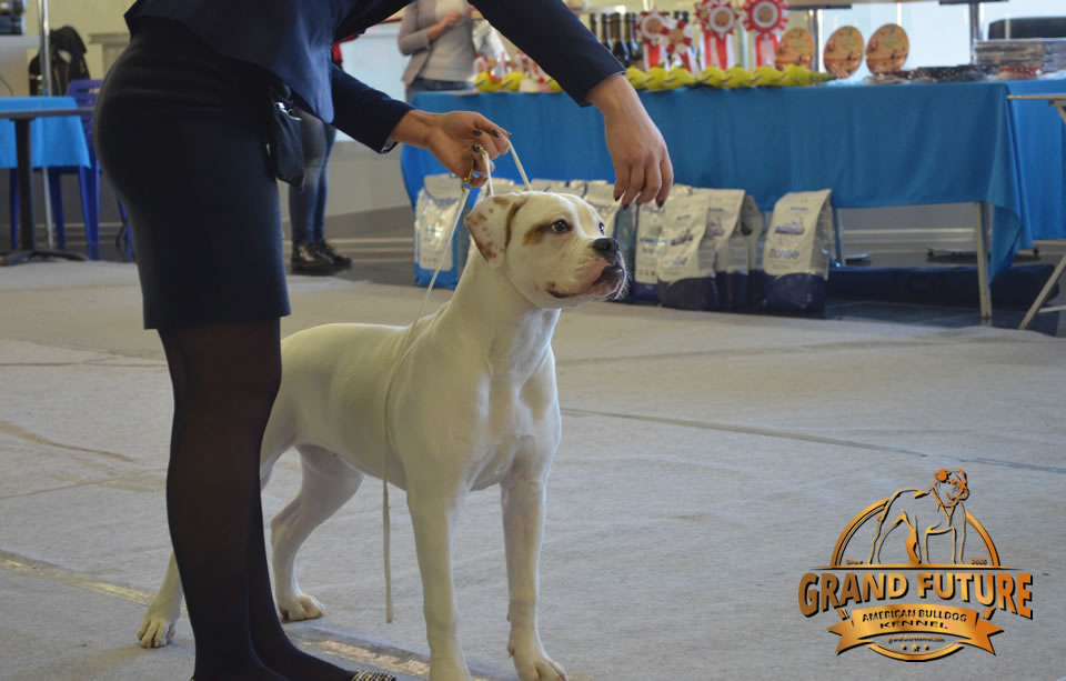 American Bulldog - Grand Future Shooting Star