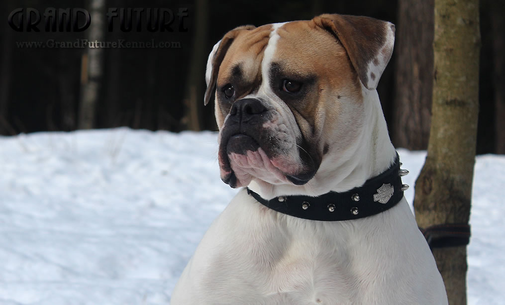 American Bulldog - Grand Future Treasure