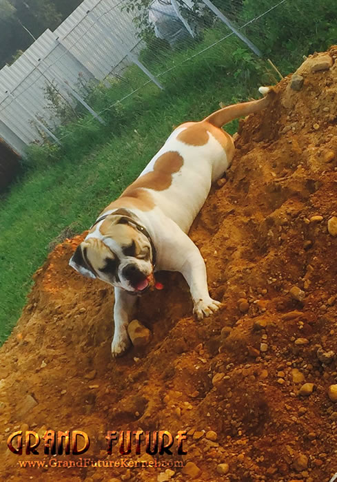 American Bulldog - Grand Future Treasure