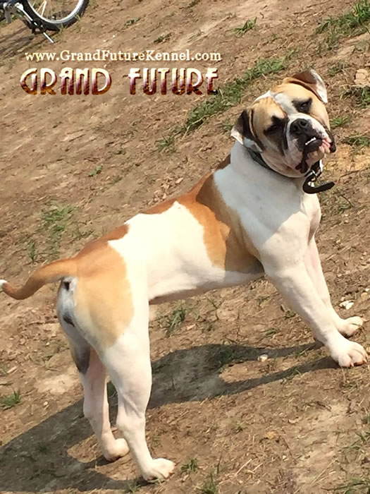 American Bulldog - Grand Future Treasure