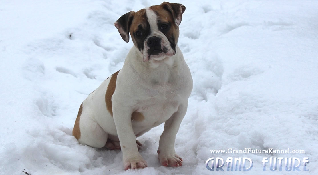 American Bulldog - Grand Future Treasure