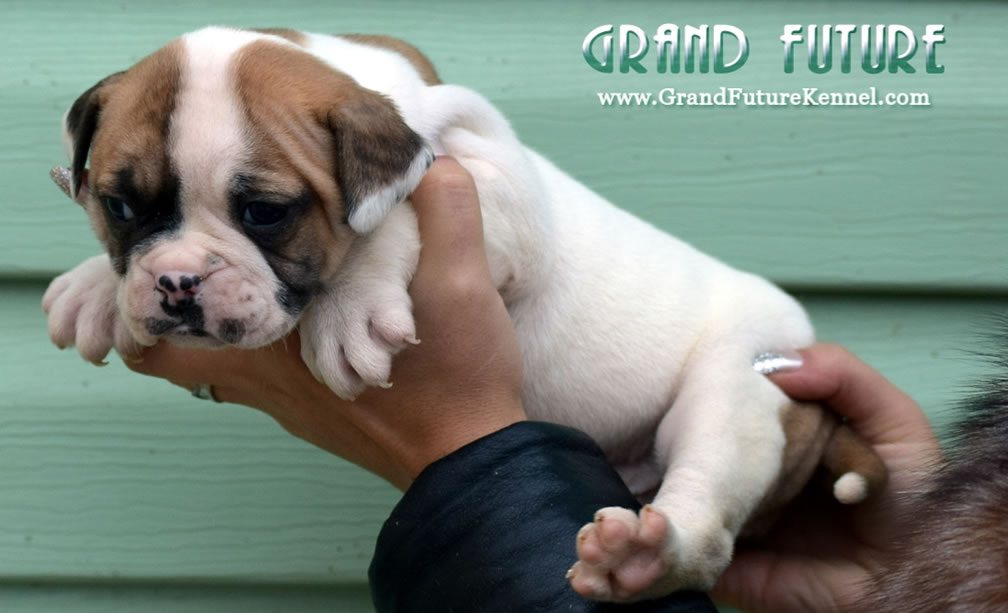 American Bulldog - Grand Future Treasure