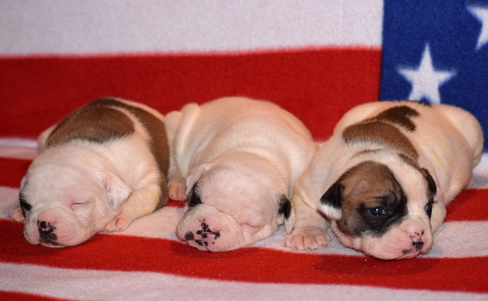 American Bulldog - Grand Future Treasure