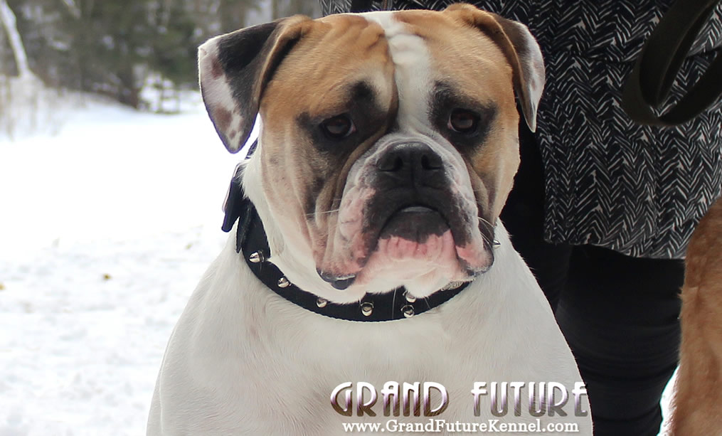 American Bulldog - Grand Future Treasure