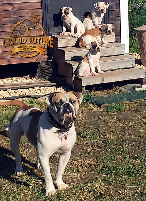 American Bulldog - Grand Future Treasure