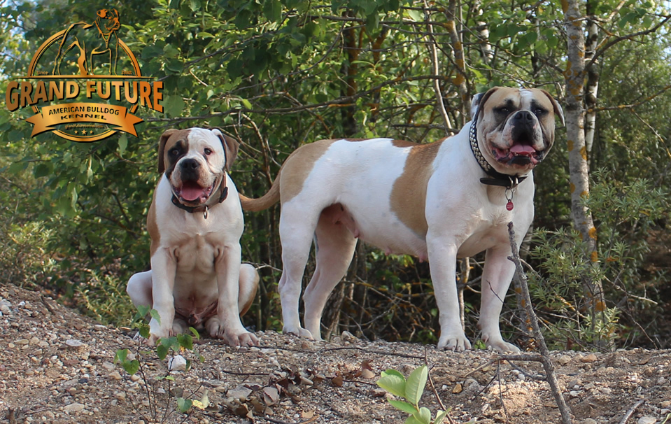 American Bulldog - Grand Future Treasure